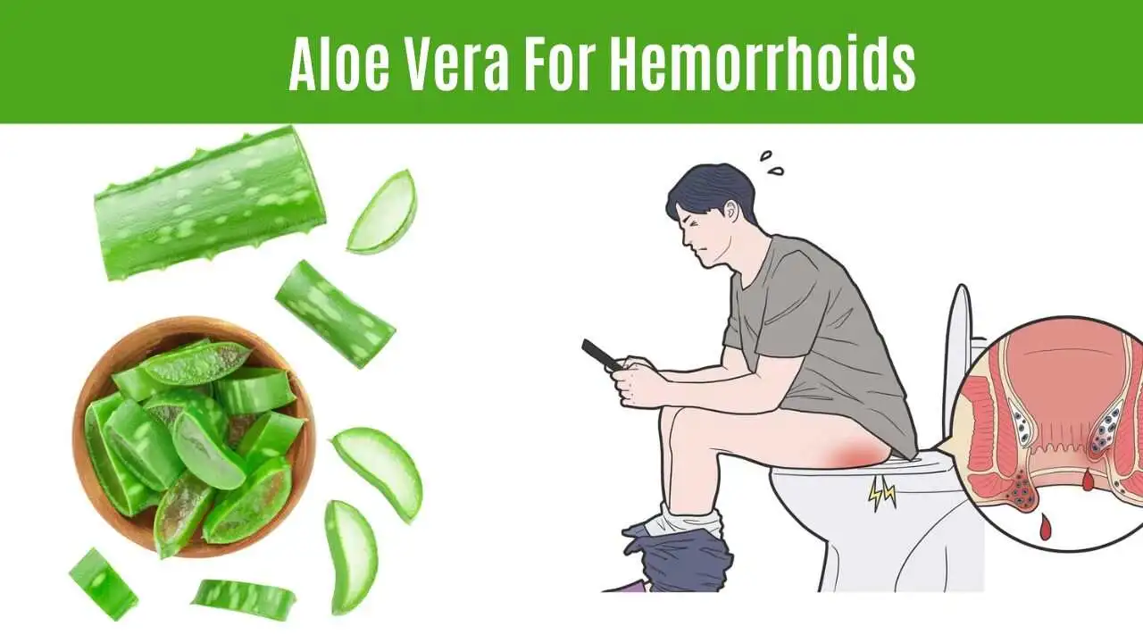 Aloe Vera For Hemorrhoids Piles Image